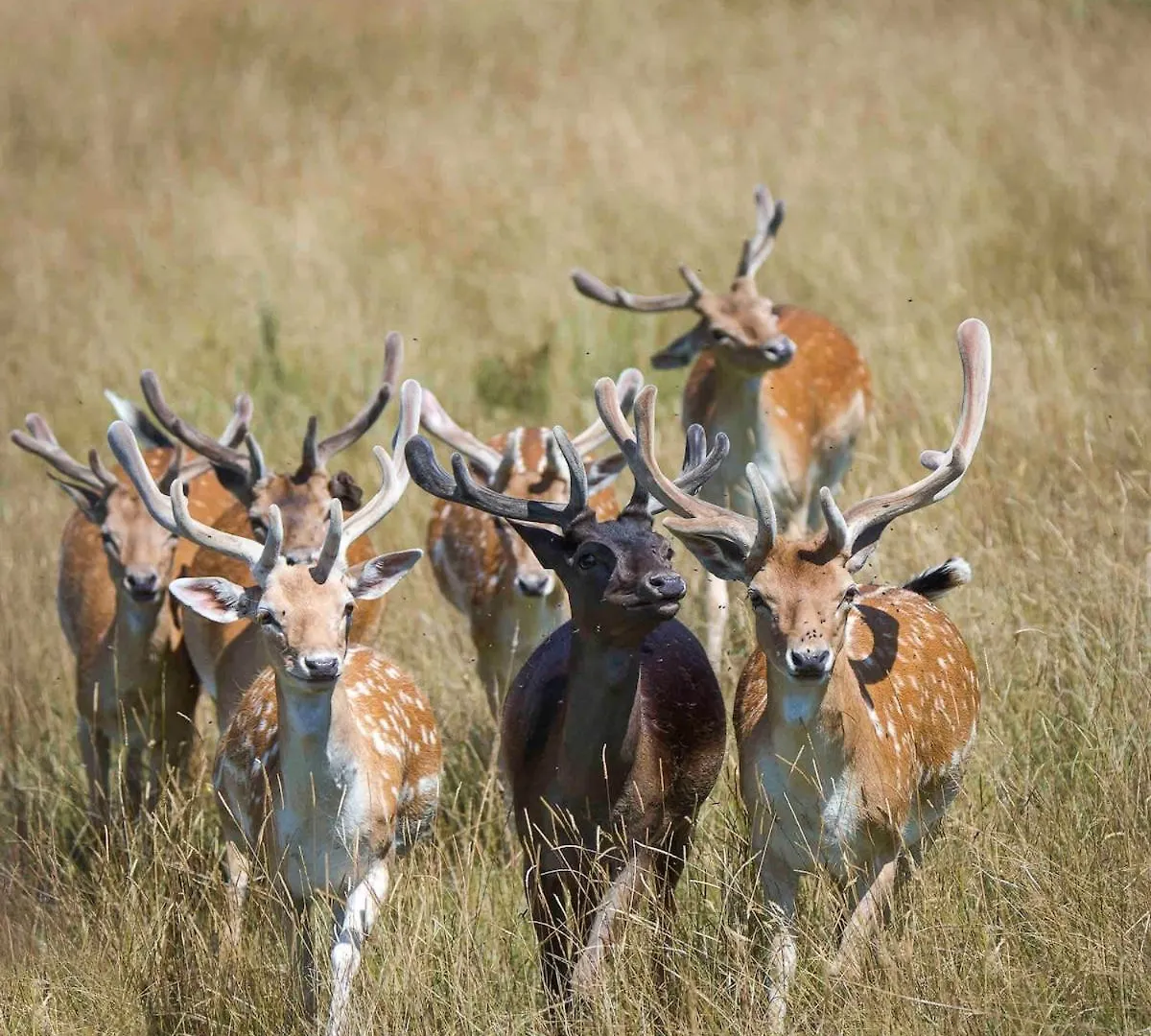 Gite 3 Etoiles Avec Spa, Vue Sur Parc Animalier Montrozier
