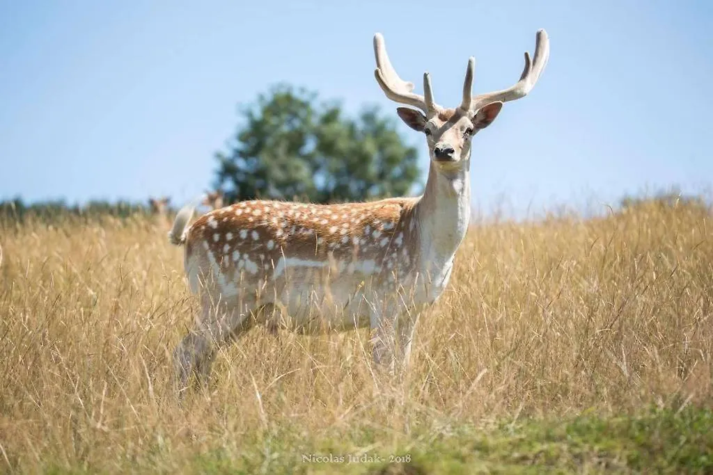 Prázdninový dům Gite 3 Etoiles Avec Spa, Vue Sur Parc Animalier Montrozier