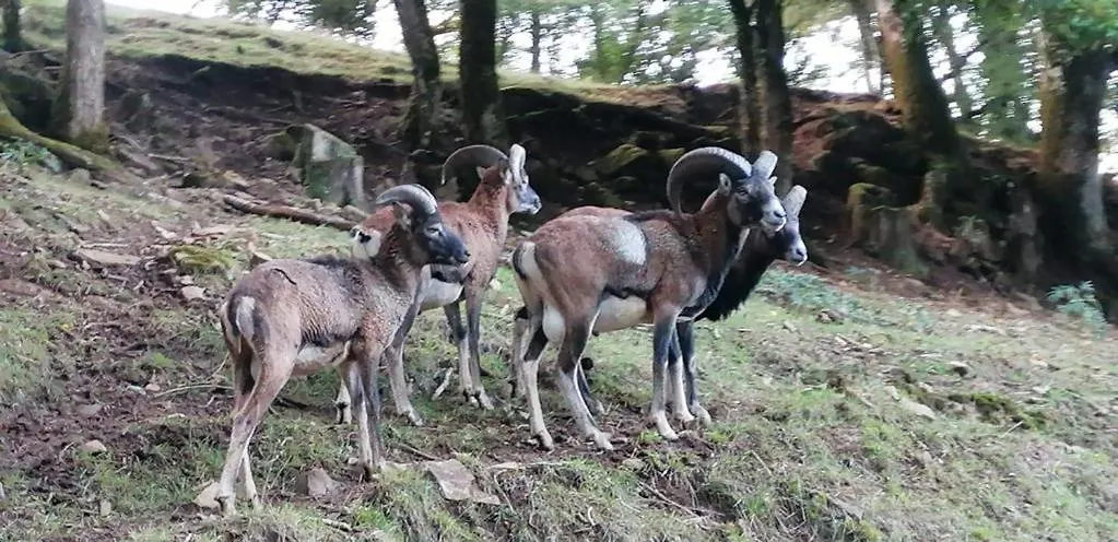 Gite 3 Etoiles Avec Spa, Vue Sur Parc Animalier Montrozier Francie